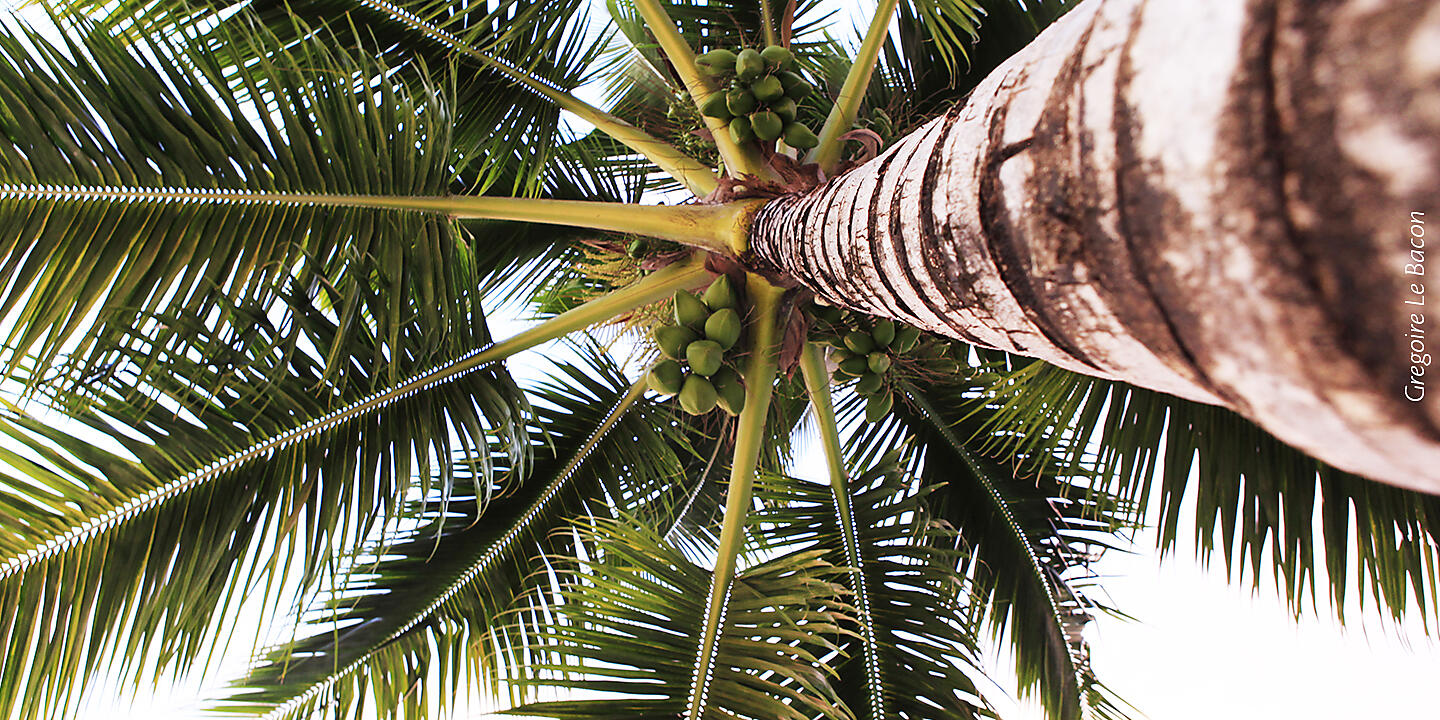 Society Islands & Tuamotus