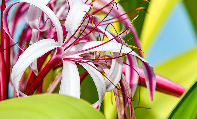 Society Islands & Tuamotus