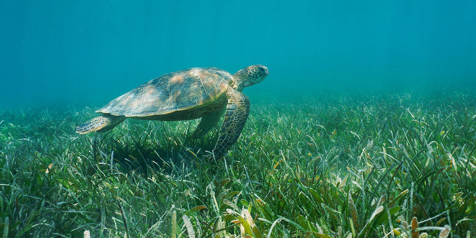 Pearls of the Society Islands