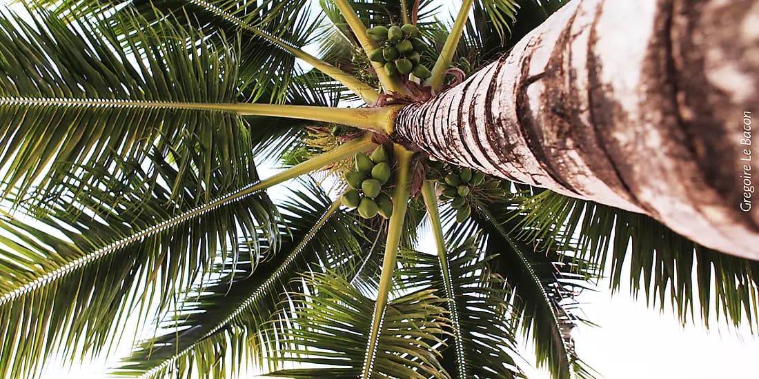 Society Islands & Tuamotus