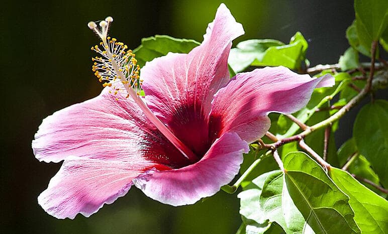 More Tuamotus & Society Islands